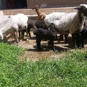 guzyly goyun ekizem ba yeke ba