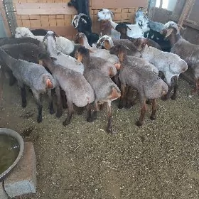 Bakylan İşşekler....(Erkeçler)