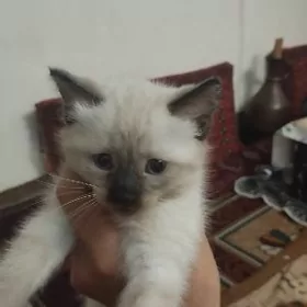 Сиямские котята 