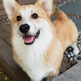 собака порода КОРГИ