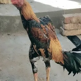 sakal juje i wetnam horazlar