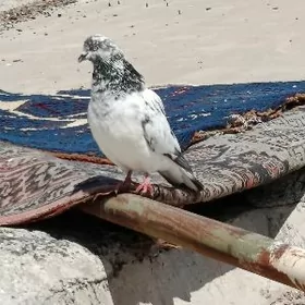 kepderi, голуби