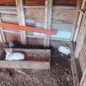 ARASSA WELİKAN BAYSOW JUJE ABM