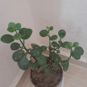 Güller/ цветы домашний