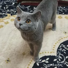 Шотландский кот на вязку