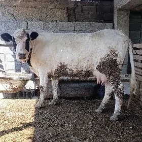 arginal ala sygyr kelek