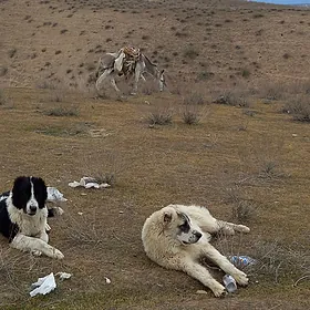 howla - mallara seretmeli