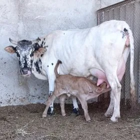 Arginal Göleli Sygyr