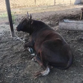 okiz bar dayow okizler