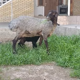 yasajyk guzyly goyun