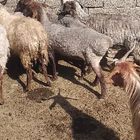 gysyr goyun guzy ene goyunlar