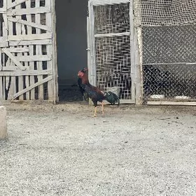 бойцовые хораз