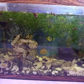 Продаётся аквариум с рыбками.