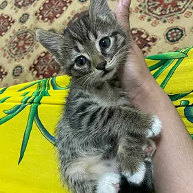 pisik кошка котенок кот