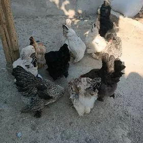 balgar towuklañ ýumurtgasy