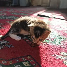 Parodaly weslauşkalar pşok