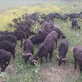 gurbanlyga issek erkecler