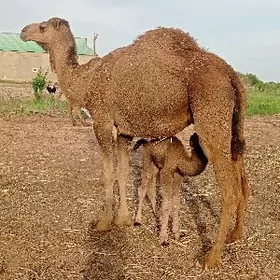 öý haýwany duyeler