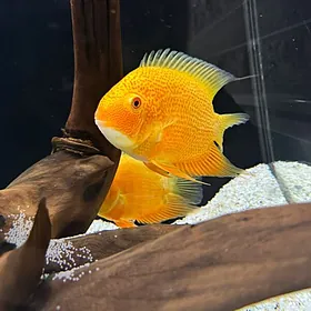 цихлазома северум пара