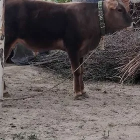 SATLIK OKÜZ ARASSA ŞWES TOHUM