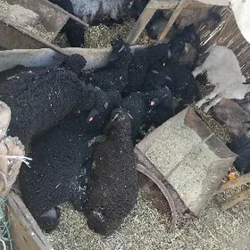 Tokly 5aylyk gussagly