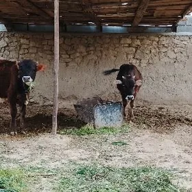 şwes öküz we tuwe