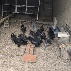 ARAKUWANA KARLIK TOWUK