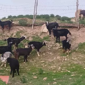 guzuly goyun dog cebis geci