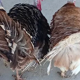 ERKEK INDUKLAR BAKYLAN