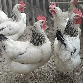 Adler Parod Towuk Horaz.