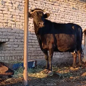 arginal pyostra yetik