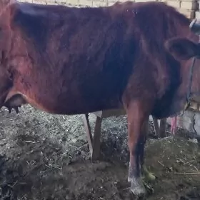 голели сыгыр