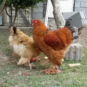 brama towuk yumurtga