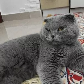 Шотландский вислоухий