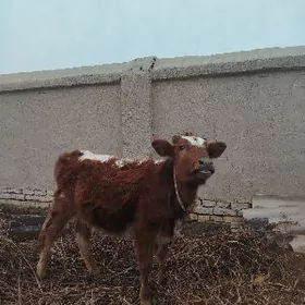 Сыгыр ,Sygyr , mal