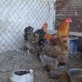 ARGINAL BYRAMA YUMYRTLA