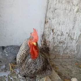 даминат хораз