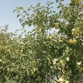 SATLYK 42 WE 50-GEKTAR MULK YE