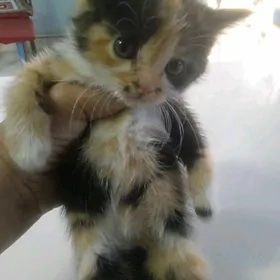 Котята /Пишик