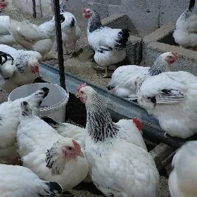 Adler towuk yumurtga