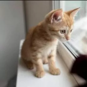 Котёнок,, Барсик "