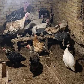 tovuk,hindi,sisarka,gaz, ördek