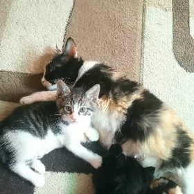 Котёнок,,Тишка"