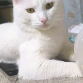 Pişik erkek КОТ МАЛЬЧИК