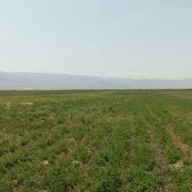 250-GEKTAR MULK YERY YASLYKDA