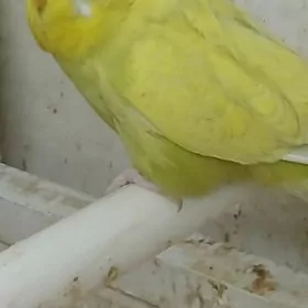 ПОПУГАЙ ЧЕХ