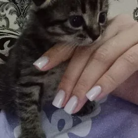 Шотландская вислоухая