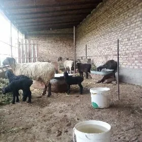 Guzuly Goýunlar Herhilek