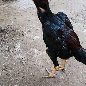 dekan horoz we towuk