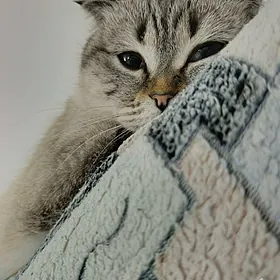 британский вислоухий кот